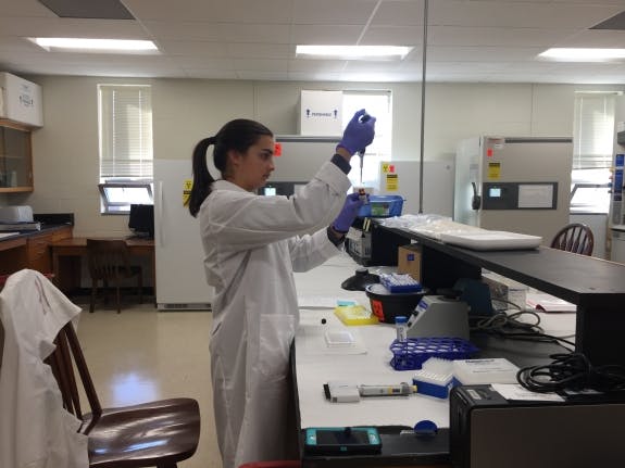 A graduate research student pipetting a standard sample amount to calculate a standard curve for a triglyceride assay.